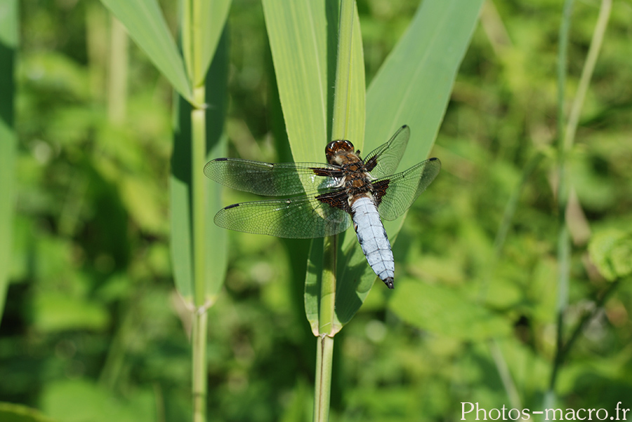 Libellula fulva